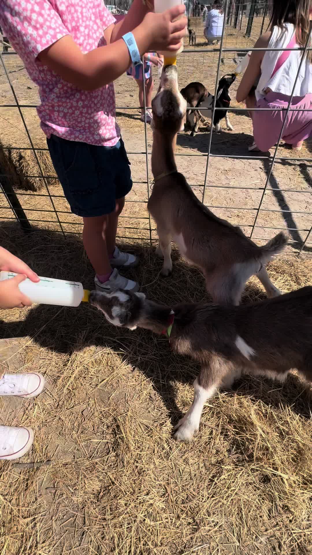 Beautiful day for baby animal feeding, tulip picking, and th