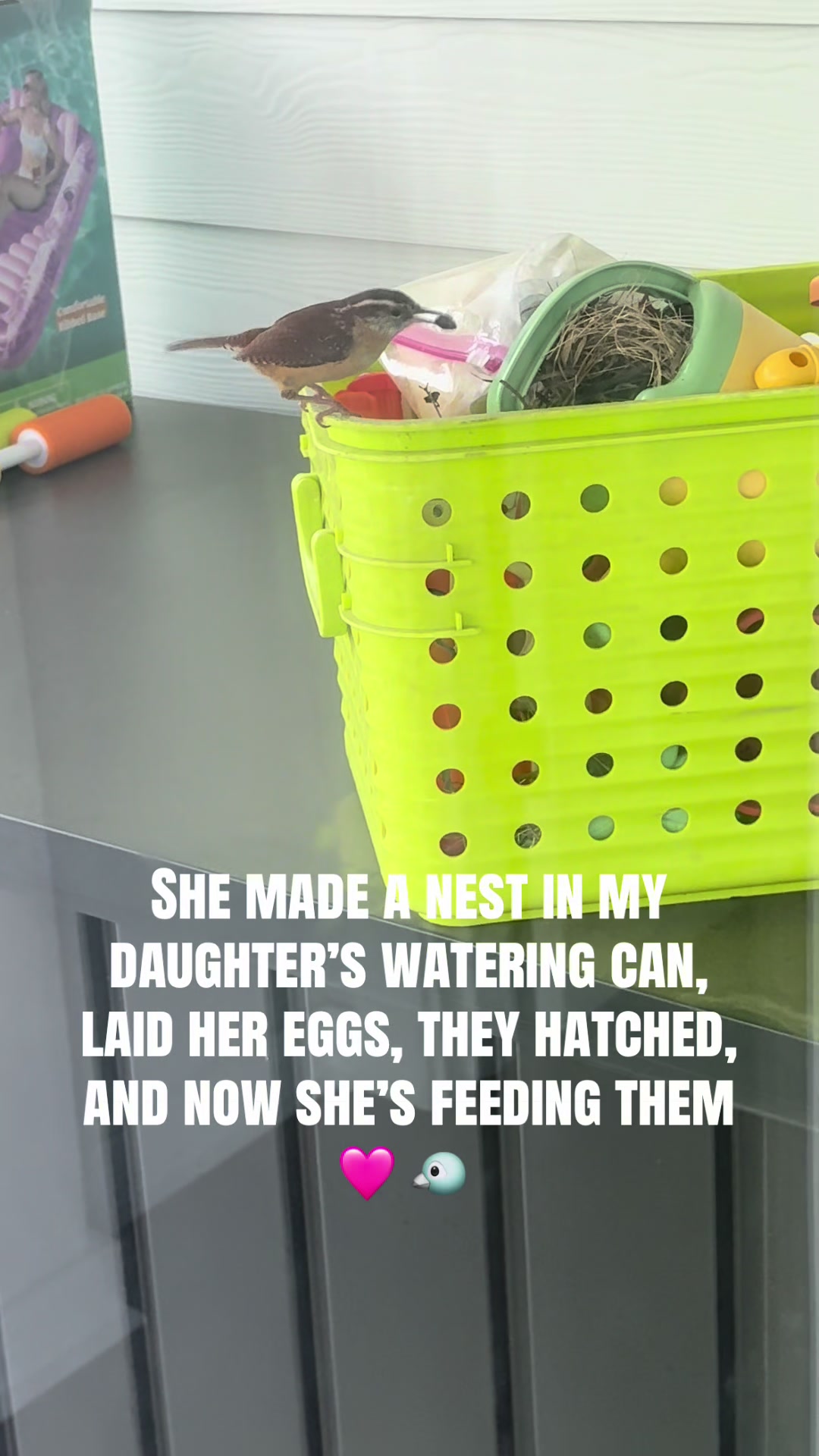 This sweet mama bird built her nest in my daughters watering can. She laid her e